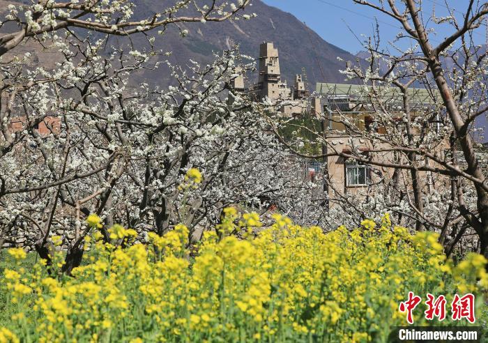 潔白的李花與村寨交相輝映，勾勒出一幅美麗的和諧生態(tài)畫卷。　何清海 攝