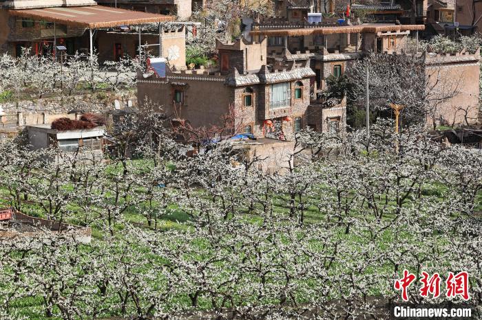 潔白的李花與村寨交相輝映，勾勒出一幅美麗的和諧生態(tài)畫卷。　何清海 攝
