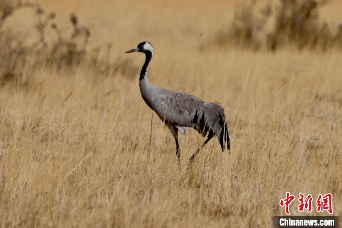 圖為灰鶴在青海海西蒙古族藏族自治州都蘭縣巴隆地區(qū)“閑庭漫步”?！?松太加 攝