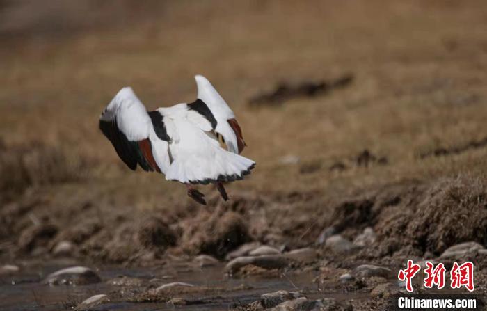 圖為翹鼻麻鴨?！」Π栽?攝
