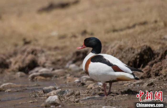 圖為翹鼻麻鴨?！」Π栽?攝