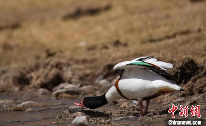 圖為翹鼻麻鴨?！」Π栽?攝