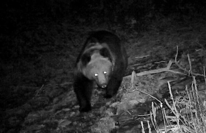 青?；ブ鄙?0年來首次發(fā)現(xiàn)棕熊活動軌跡