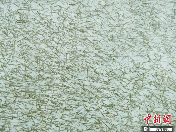 圖為密集培育的魚苗?！?zhí)砀?攝