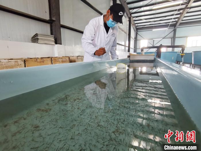 圖為工作人員檢查魚苗。　張?zhí)砀?攝