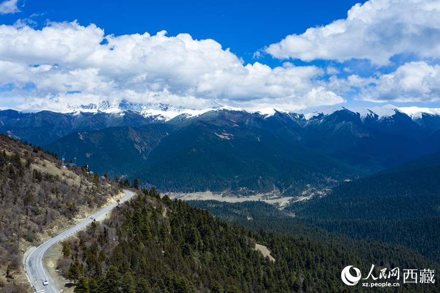 圖為在海拔4700多米的色季拉山，觀測從森林到草甸的多種植被類型。