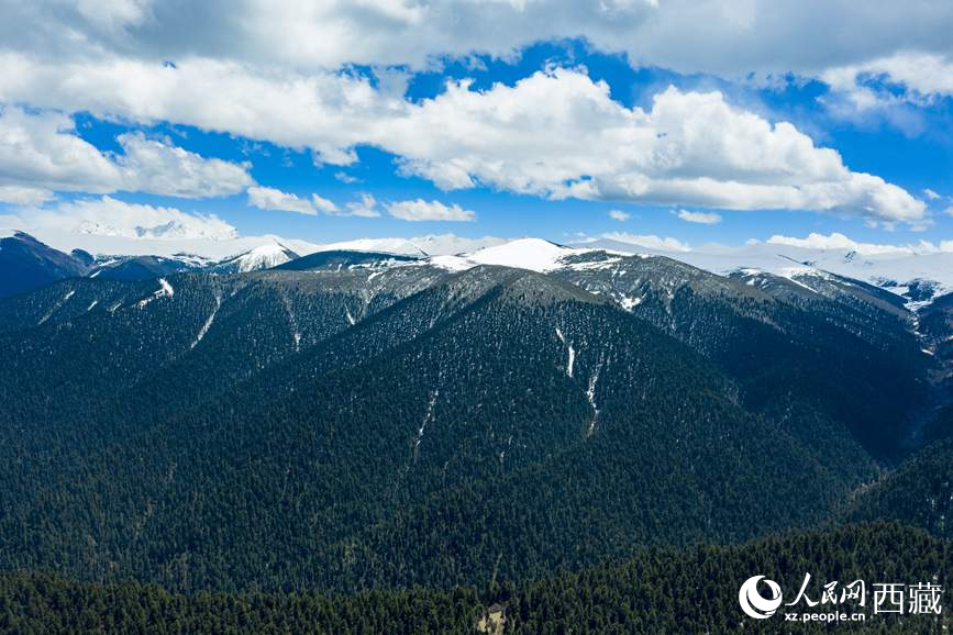 圖為在海拔4700多米的色季拉山，觀測(cè)從森林到草甸的多種植被類型。
