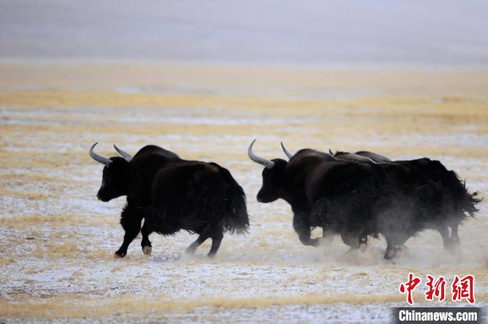 牦牛如何適應(yīng)低氧環(huán)境？中科院團(tuán)隊(duì)發(fā)現(xiàn)牦牛特有肺內(nèi)皮細(xì)胞起作用