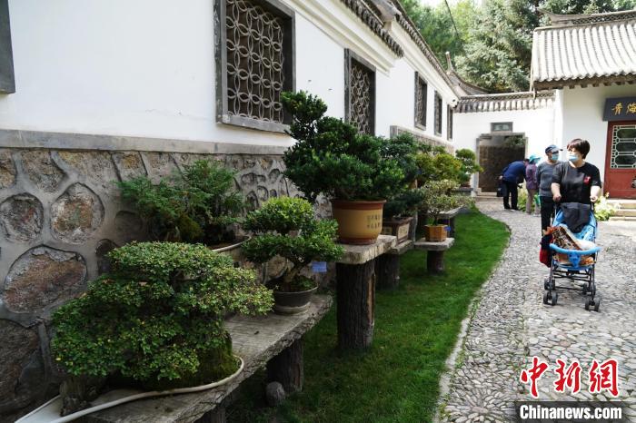 圖為市民在西寧園林植物園內觀賞盆景?！●R銘言 攝