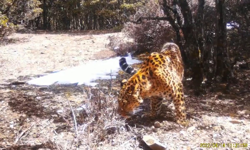 金錢豹。涼山州委宣傳部供圖