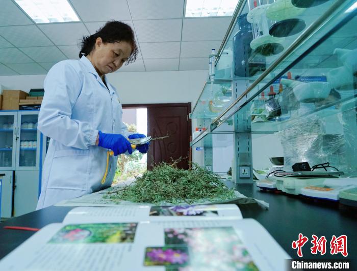 圖為張錦梅在實驗室工作?！●R銘言 攝