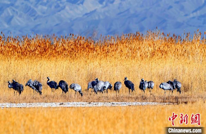 圖為可魯克湖野生水鳥(niǎo)覓食?！〉铝罟形麄鞑抗﹫D
