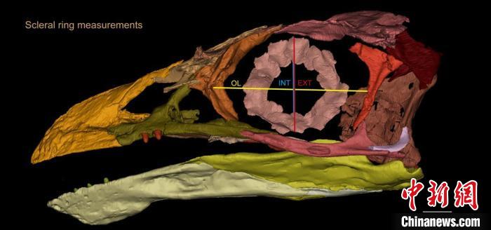 熱河鳥STM3-8化石標(biāo)本的鞏膜環(huán)復(fù)原及測(cè)量示意圖。　胡晗 供圖