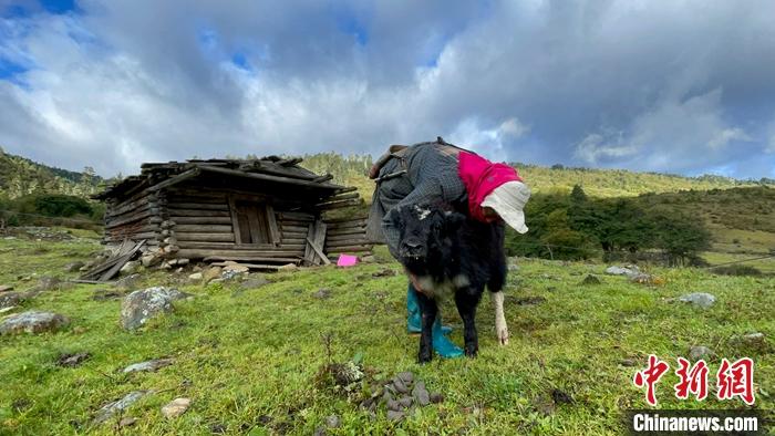 圖為9月27日牧民給小牦牛按摩。 <a target='_blank' href='/'><p  align=