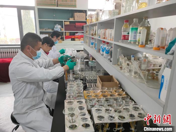 資料圖為研究團隊進行樣本檢查?！?青海省畜牧獸醫(yī)科學院供圖