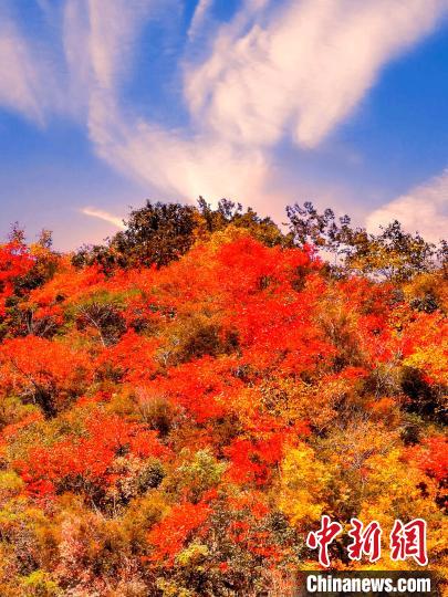 萬源深秋紅葉似火?！≈炱桨?　攝