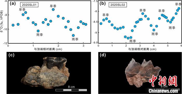 本次研究中的犀牛牙齒化石及氧同位素特征。　中科院青藏高原所 供圖