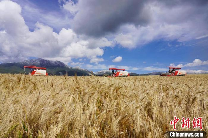圖為青稞收獲?！±钣穹?攝