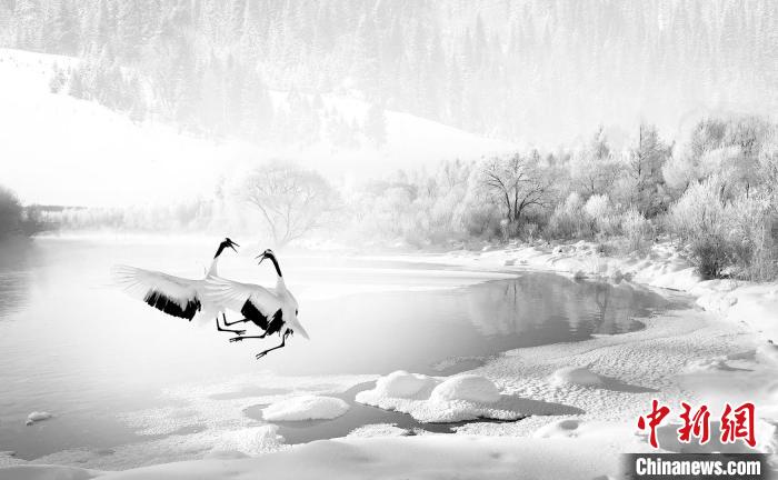 圖為焦生福的作品《鶴嬉雪林》?！∏嗪Ｊ∑钸B山自然保護協(xié)會供圖