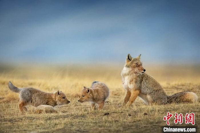 圖為焦生福的作品《居安思?！贰！∏嗪Ｊ∑钸B山自然保護協(xié)會供圖