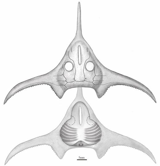 玉海翼角魚復原圖?！」ぢ?繪圖 攝