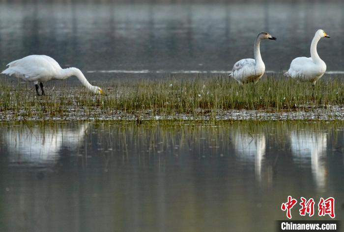 圖為三只大天鵝在黃河灘地嬉戲?！±钣穹?攝