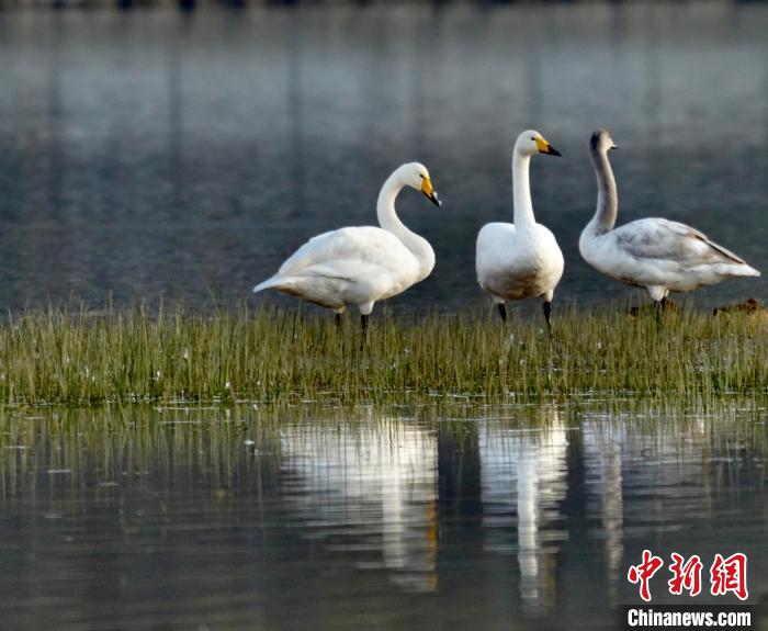 圖為三只大天鵝?！±钣穹?攝