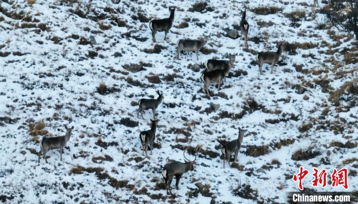 圖為巖羊和馬鹿集體覓食?！《继m縣融媒體中心 供圖