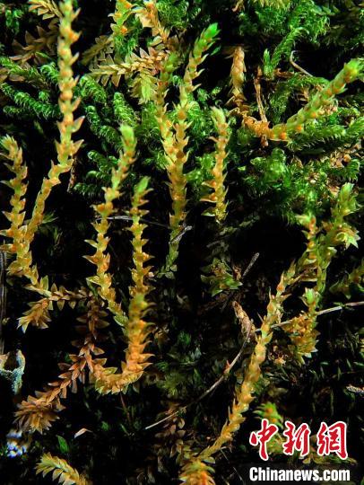 圖為九龍卷柏?！∏嗪Ｉ剿匀毁Y源調(diào)查規(guī)劃設(shè)計研究院供圖