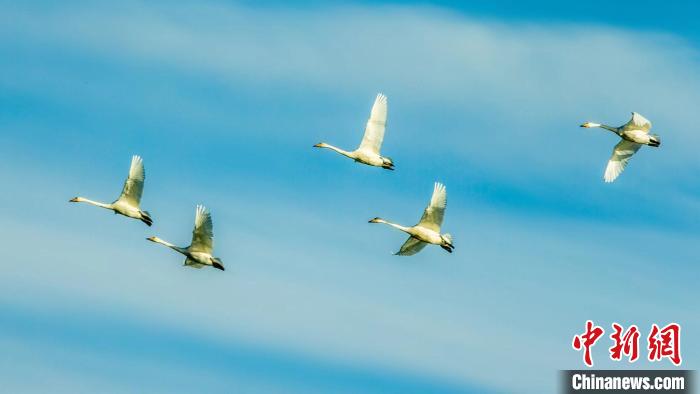 圖為天鵝在空中飛翔?！『螁⒔?攝