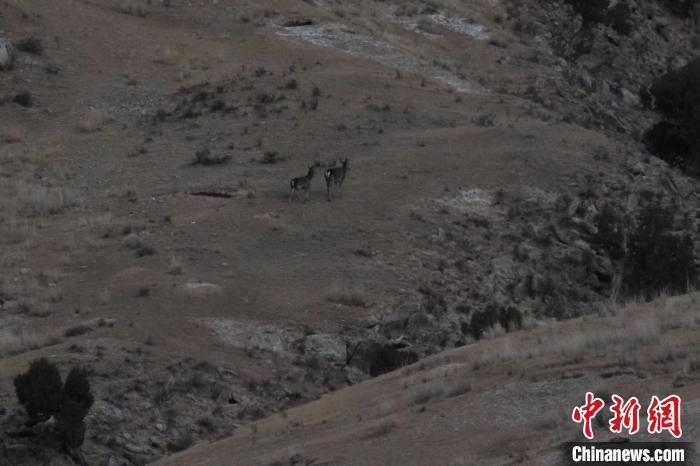 圖為兩只馬鹿在山坡上行走?！〔湃?攝