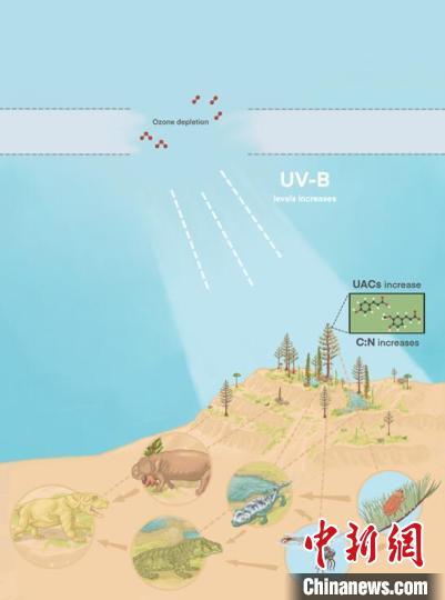 臭氧層破壞引起的紫外線輻射增加對(duì)陸地食物鏈的影響。　南古所 供圖