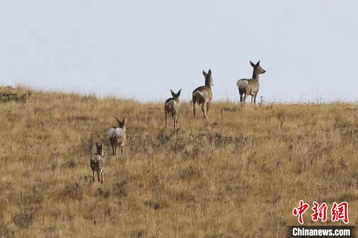 圖為狍鹿在山間漫步?！〔彭椖霞?攝