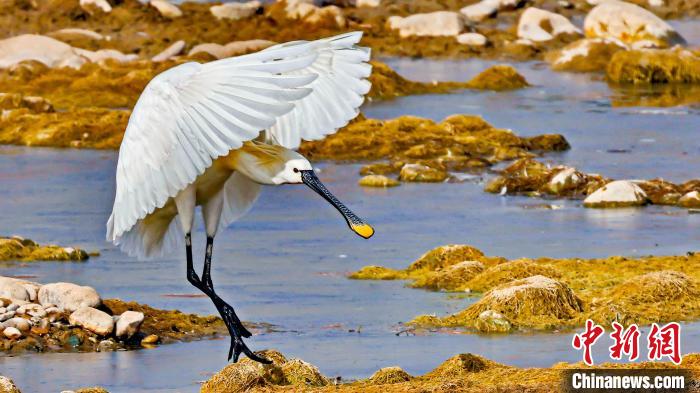 圖為白琵鷺?！黎?攝