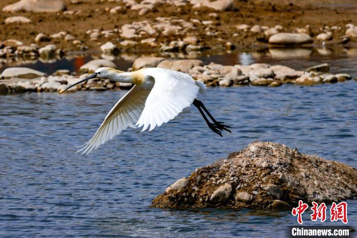 圖為準備飛翔的白琵鷺?！黎?攝