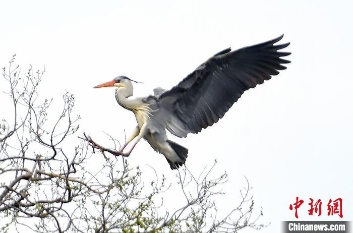 蒼鷺在覓食嬉戲?！“苍?攝