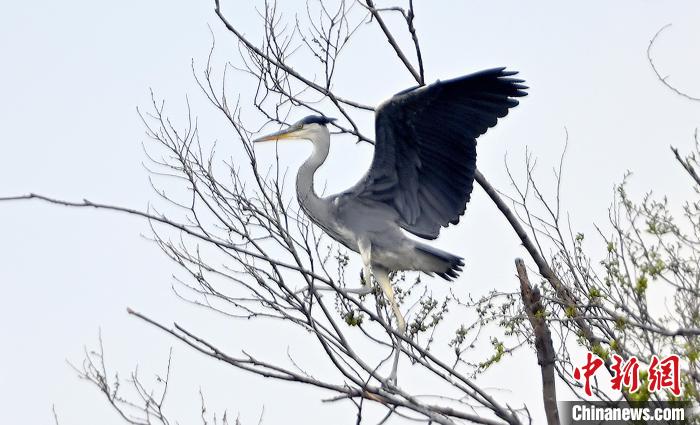 蒼鷺在覓食嬉戲?！“苍?攝