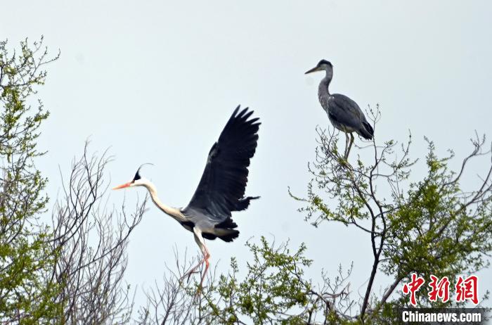 蒼鷺在覓食嬉戲。　安源 攝