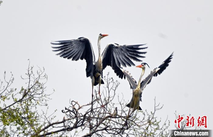 蒼鷺在覓食嬉戲。　安源 攝