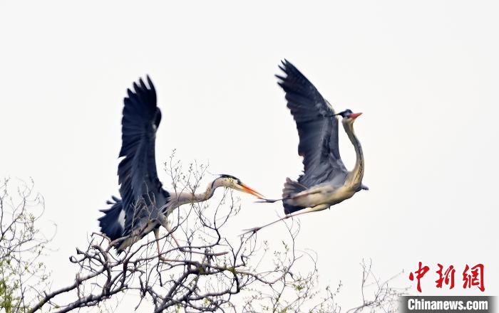蒼鷺在覓食嬉戲?！“苍?攝