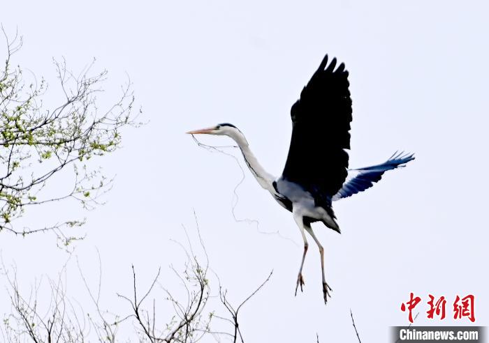 蒼鷺在覓食嬉戲?！“苍?攝