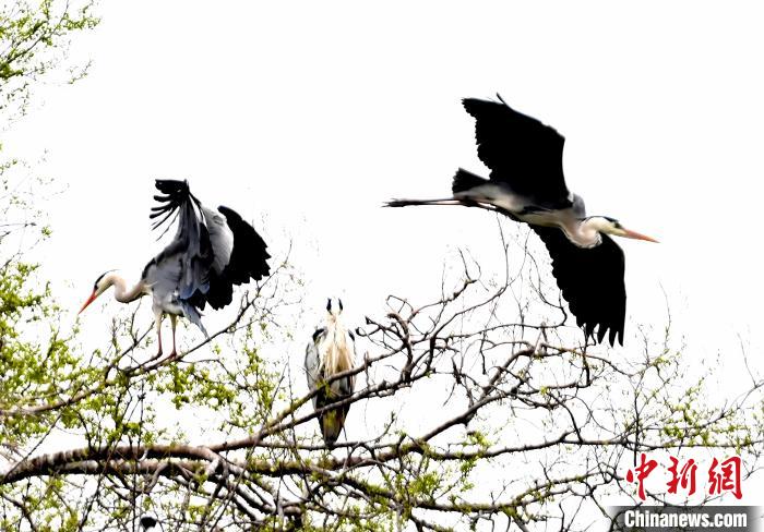 蒼鷺在覓食嬉戲?！“苍?攝