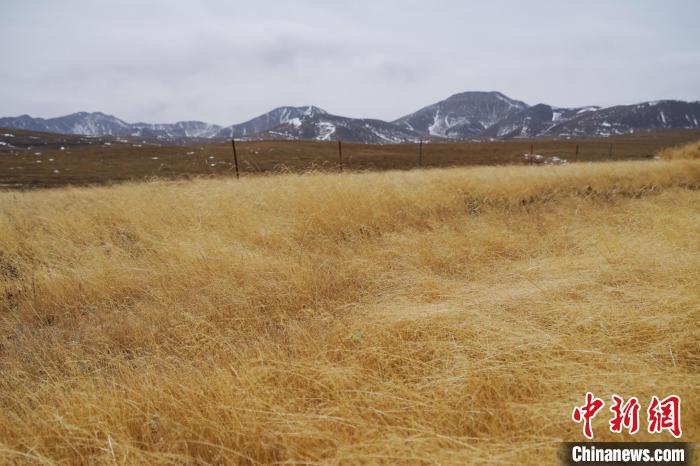 圖為青海省海西蒙古族藏族自治州天峻縣木里礦區(qū)草木茂盛?！●R銘言 攝