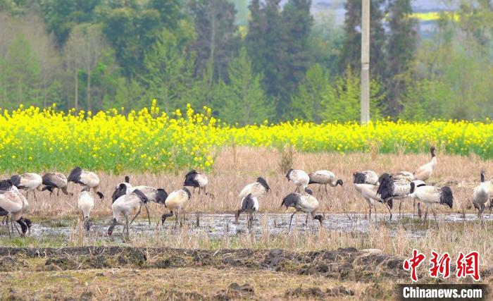 休息補(bǔ)給?！√烊h融媒體中心 供圖