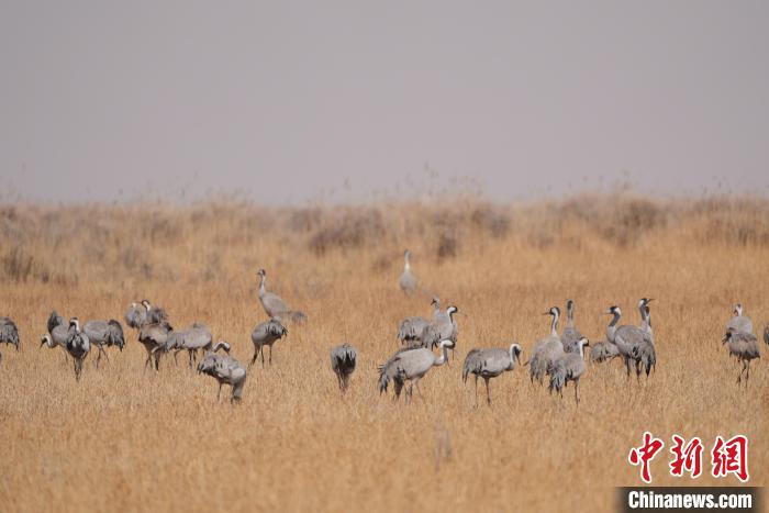 圖為草原上棲息的灰鶴?！∠葘m 攝