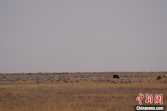 圖為草原上棲息的灰鶴?！∠葘m 攝