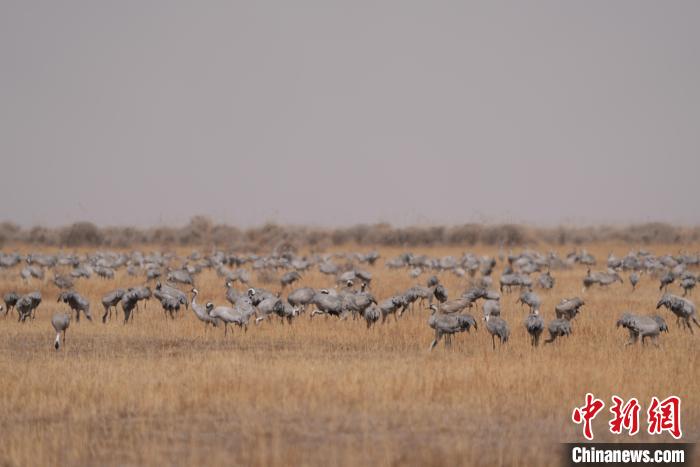 圖為密集分布的灰鶴?！∠葘m 攝
