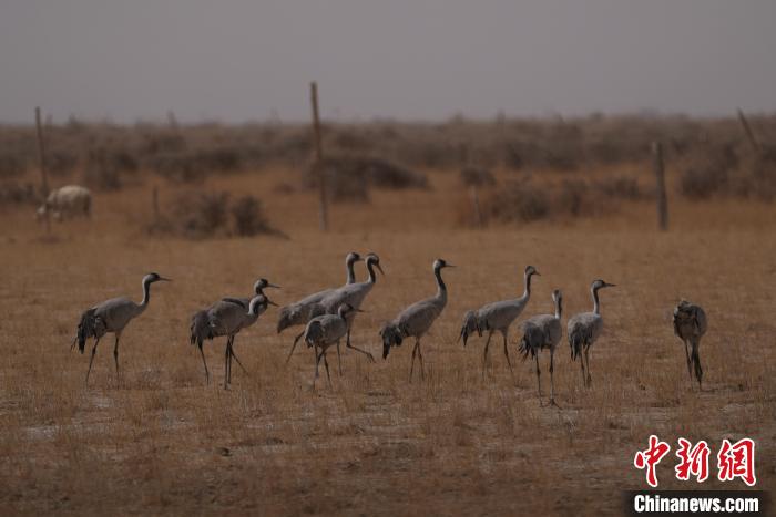 圖為灰鶴?！∠葘m 攝