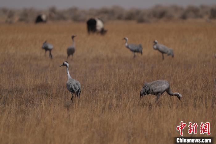 圖為灰鶴?！∠葘m 攝