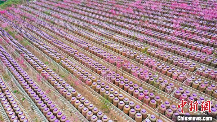 灼灼桃花惹人醉?！㈡?攝